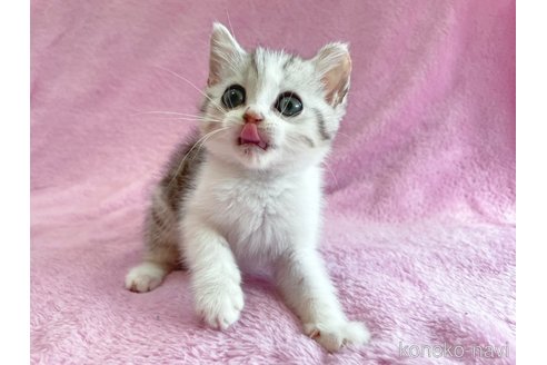 成約済の神奈川県のスコティッシュフォールド-74165の4枚目