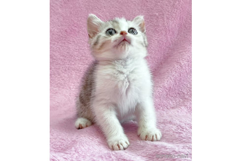 成約済の神奈川県のスコティッシュフォールド-74165の2枚目