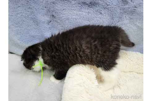 成約済の千葉県のスコティッシュフォールド-75261の3枚目