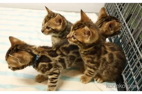 成約済の大阪府のベンガル-77230の2枚目