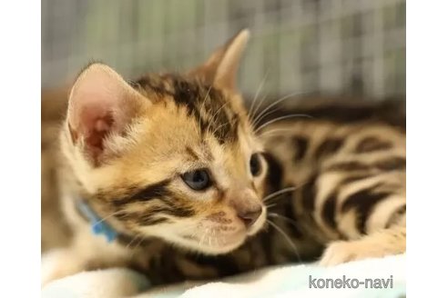 成約済の大阪府のベンガル-77230の3枚目