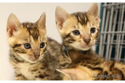 成約済の大阪府のベンガル-77230の5枚目