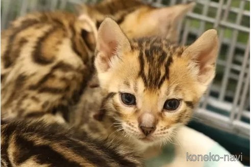 成約済の大阪府のベンガル-77235の2枚目