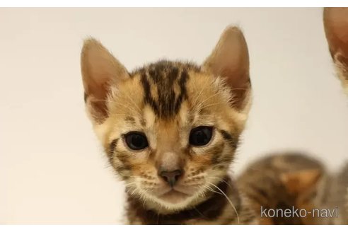 成約済の大阪府のベンガル-77235の3枚目