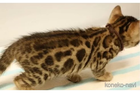 成約済の大阪府のベンガル-77235の4枚目