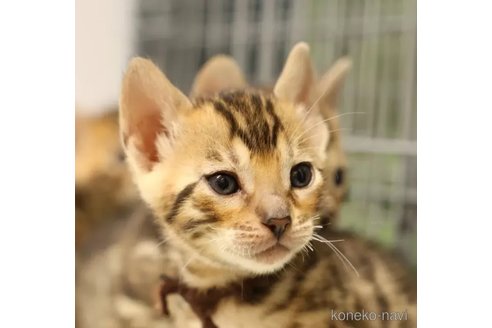 成約済の大阪府のベンガル-77235の1枚目