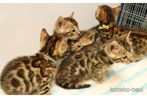 成約済の大阪府のベンガル-77235の5枚目
