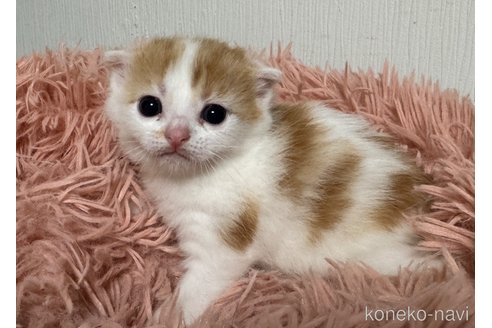 成約済の埼玉県のスコティッシュフォールド(折れ耳)-75791の37枚目