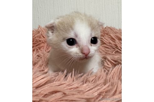 成約済の埼玉県のスコティッシュフォールド(折れ耳)-75792の12枚目