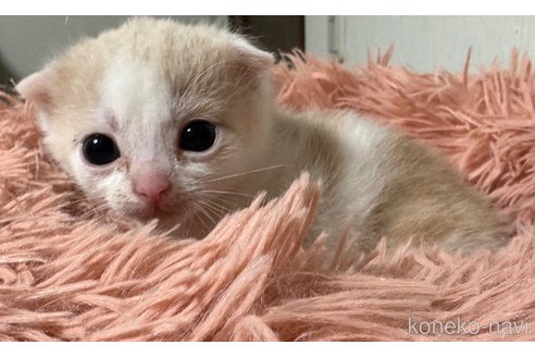 成約済の埼玉県のスコティッシュフォールド(折れ耳)-75792の11枚目
