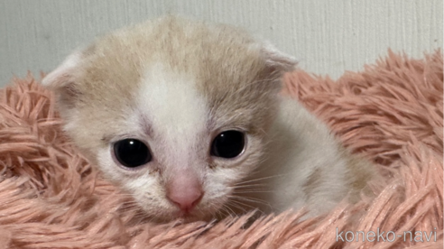 成約済の埼玉県のスコティッシュフォールド(折れ耳)-75792の10枚目