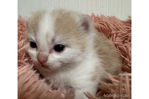 成約済の埼玉県のスコティッシュフォールド-76089の30枚目
