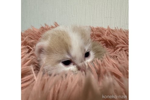 成約済の埼玉県のスコティッシュフォールド-76089の29枚目