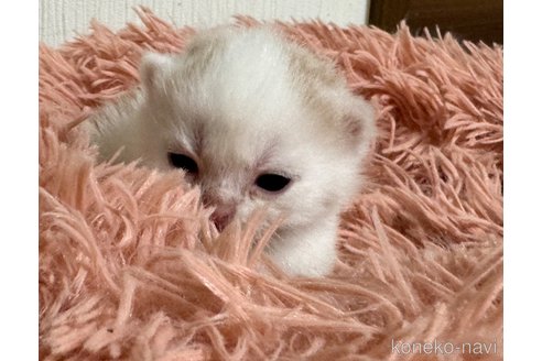 成約済の埼玉県のスコティッシュフォールド-76091の16枚目