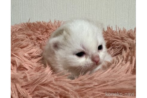 成約済の埼玉県のスコティッシュフォールド-76091の15枚目