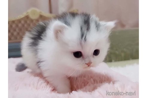 成約済の愛媛県のミヌエット-77398の4枚目