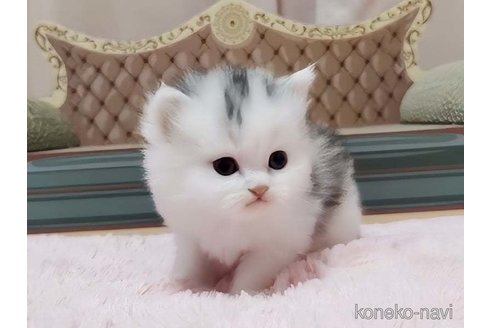 成約済の愛媛県のミヌエット-77398の2枚目