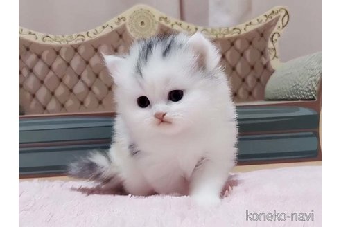 成約済の愛媛県のミヌエット-77398の3枚目