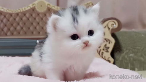 成約済の愛媛県のミヌエット-77398の1枚目