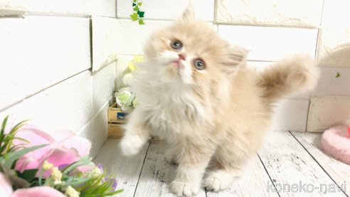 成約済の埼玉県のペルシャ-75462の4枚目