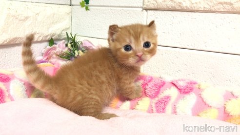 成約済の埼玉県のマンチカン(短足)-77404の16枚目