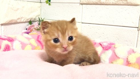 成約済の埼玉県のマンチカン(短足)-77404の18枚目