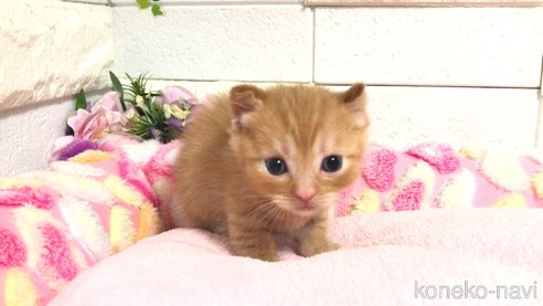 成約済の埼玉県のマンチカン(短足)-77404の17枚目