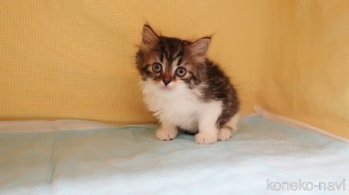 成約済の東京都のスコティッシュフォールド-77409の10枚目