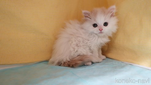 成約済の東京都のマンチカン-77410の9枚目