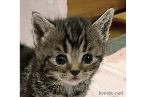 商談中の福島県のマンチカン-77418の2枚目