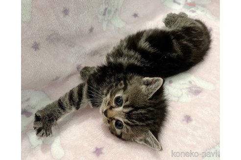成約済の福島県のマンチカン-77418の5枚目