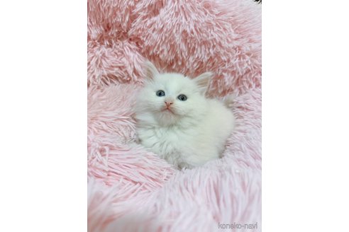 成約済の岡山県のノルウェージャンフォレストキャット-77421の2枚目