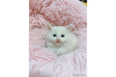 成約済の岡山県のノルウェージャンフォレストキャット-77421の1枚目