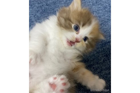 成約済の千葉県のサイベリアン-77439の20枚目