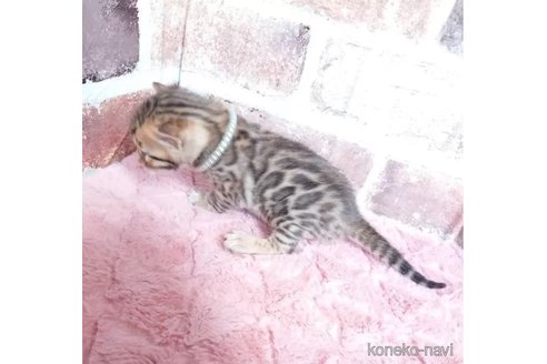 成約済の長野県のベンガル-77447の5枚目