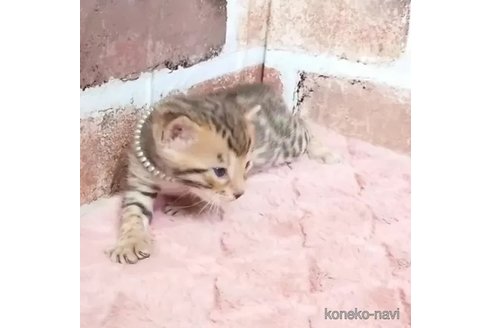 成約済の長野県のベンガル-77447の3枚目
