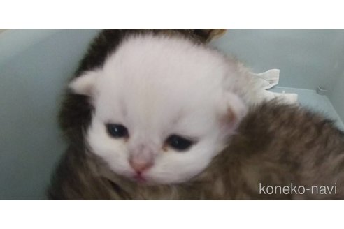 成約済の愛知県のペルシャ(チンチラ)-77455の2枚目