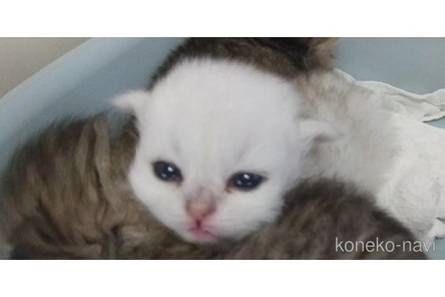成約済の愛知県のペルシャ(チンチラ)-77455の3枚目