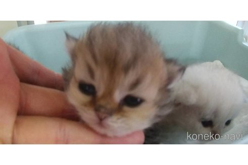 成約済の愛知県のペルシャ(チンチラ)-77456の3枚目