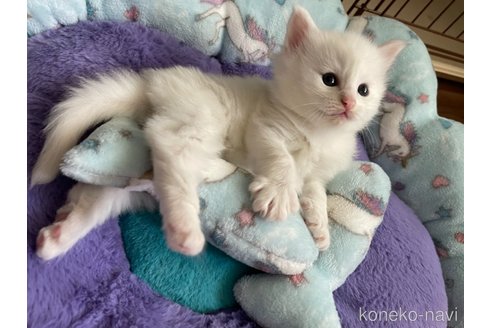 成約済の千葉県のノルウェージャンフォレストキャット-77461の7枚目