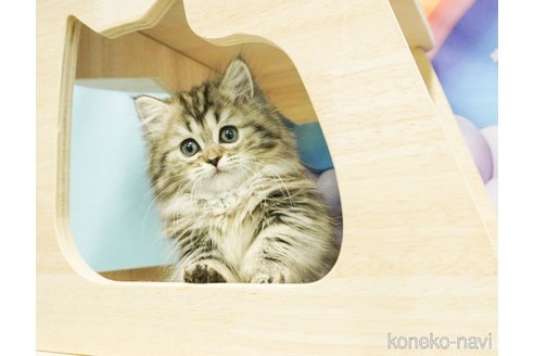 成約済の千葉県のミヌエット-77465の5枚目