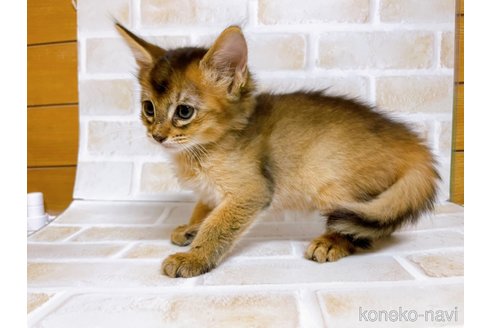 成約済の東京都のソマリ-77480の2枚目