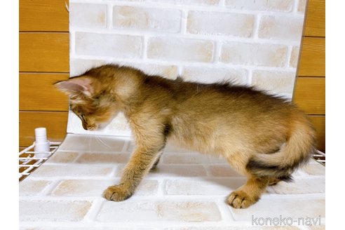 成約済の東京都のソマリ-77480の3枚目