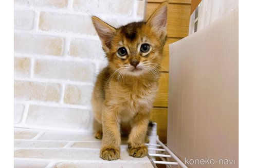 成約済の東京都のソマリ-77480の4枚目