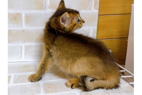 成約済の東京都のソマリ-77480の5枚目