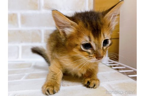 成約済の東京都のソマリ-77481の2枚目