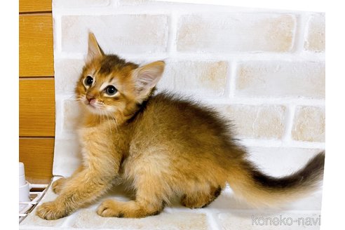 成約済の東京都のソマリ-77481の3枚目