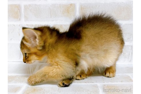 成約済の東京都のソマリ-77481の4枚目