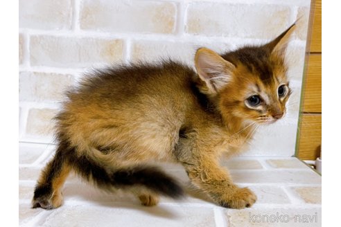 成約済の東京都のソマリ-77481の5枚目