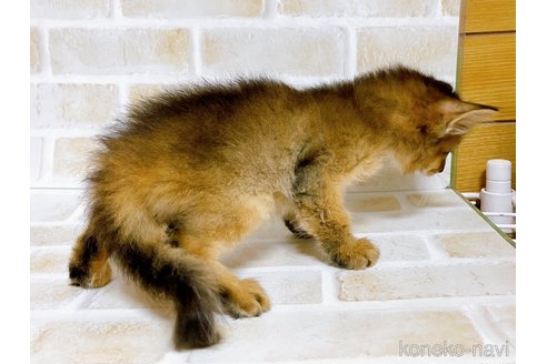 成約済の東京都のソマリ-77481の6枚目